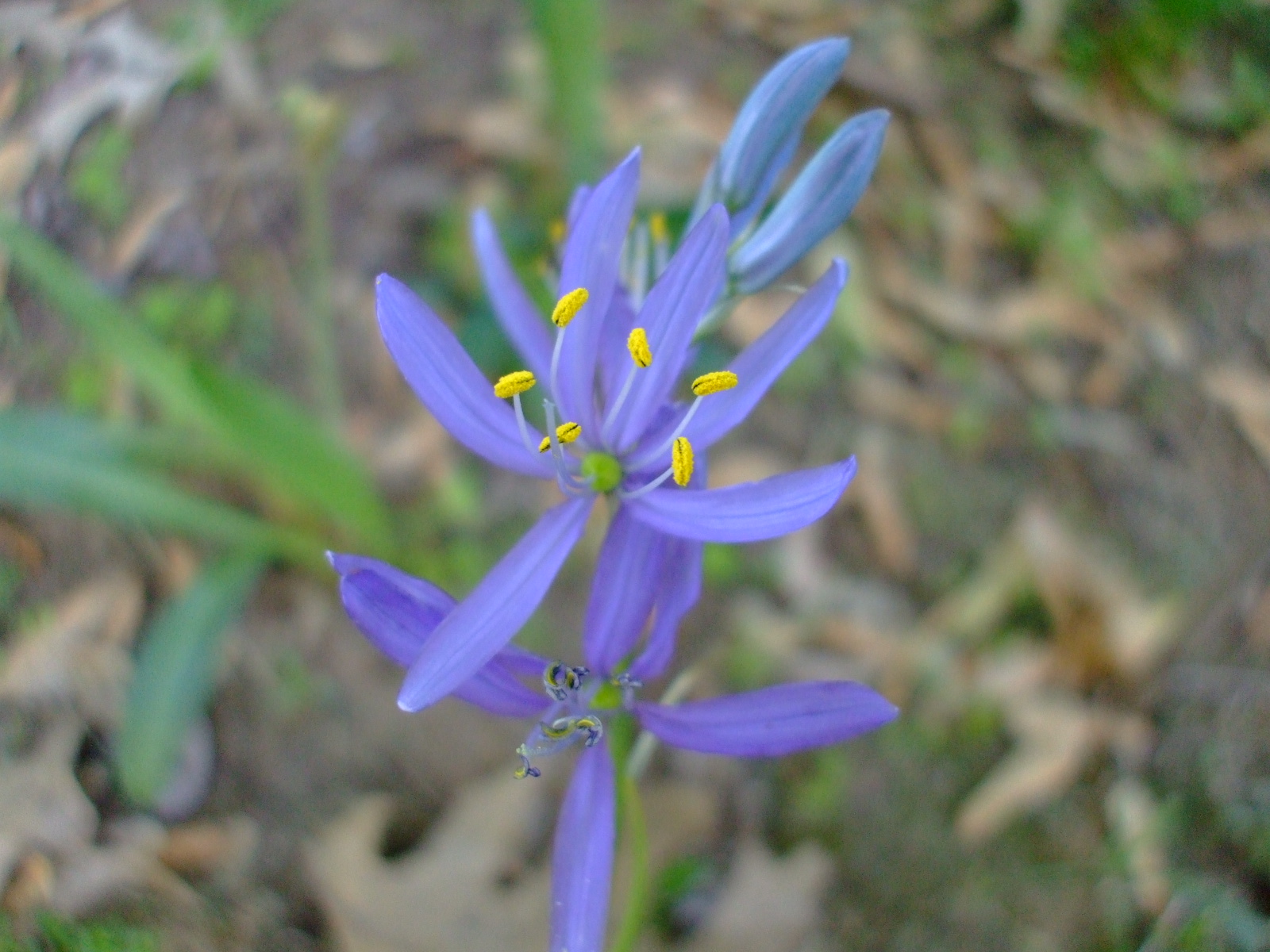 Camassia quamash